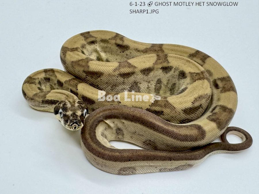 GHOST MOTLEY HET SNOWGLOW SHARP